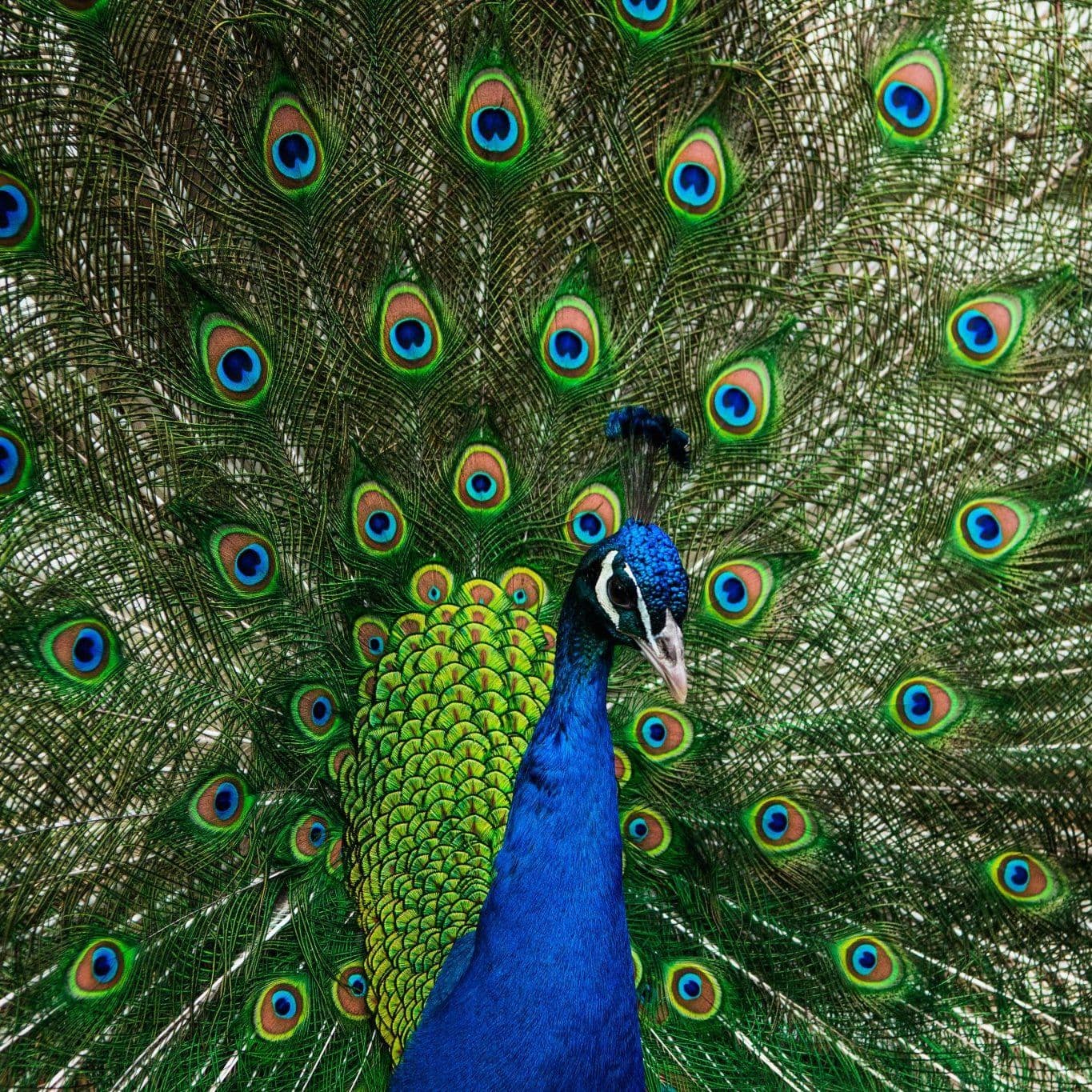 Our Story at Pavone Roofing